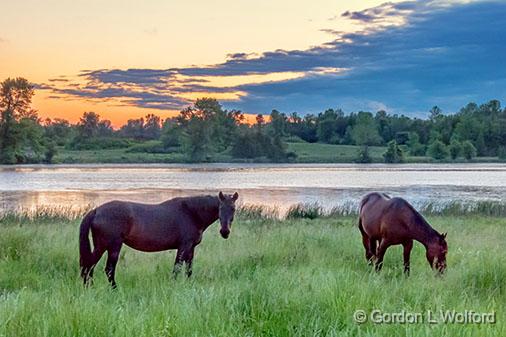 Two Horses At Sunrise_00762.jpg - Photographed along the Rideau Canal Waterway near Smiths Falls, Ontario, Canada.